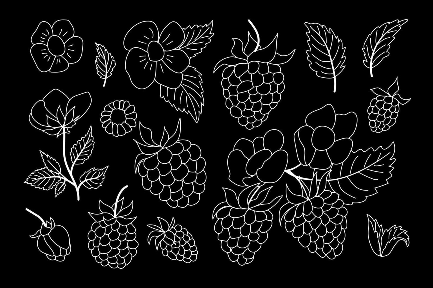 Hand drawn outline berries isolated. vector