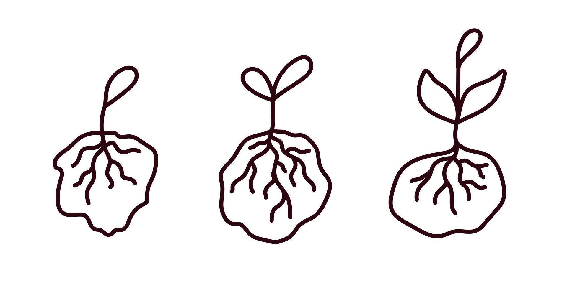 Growth stages of a plant depicted through simple line art illustrations vector