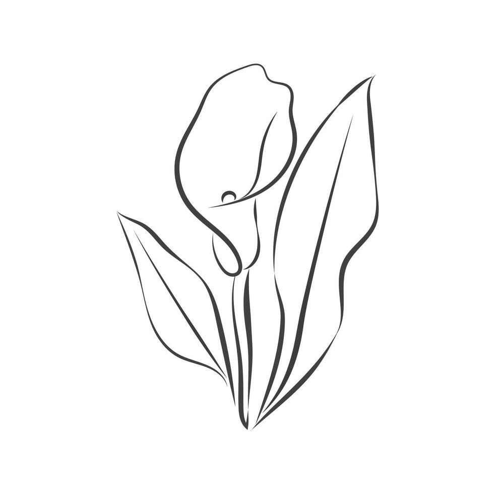 Calla lily flower isolated on white background. Outline drawing of calla lily flower black and white doodle illustration, hand drawing vector