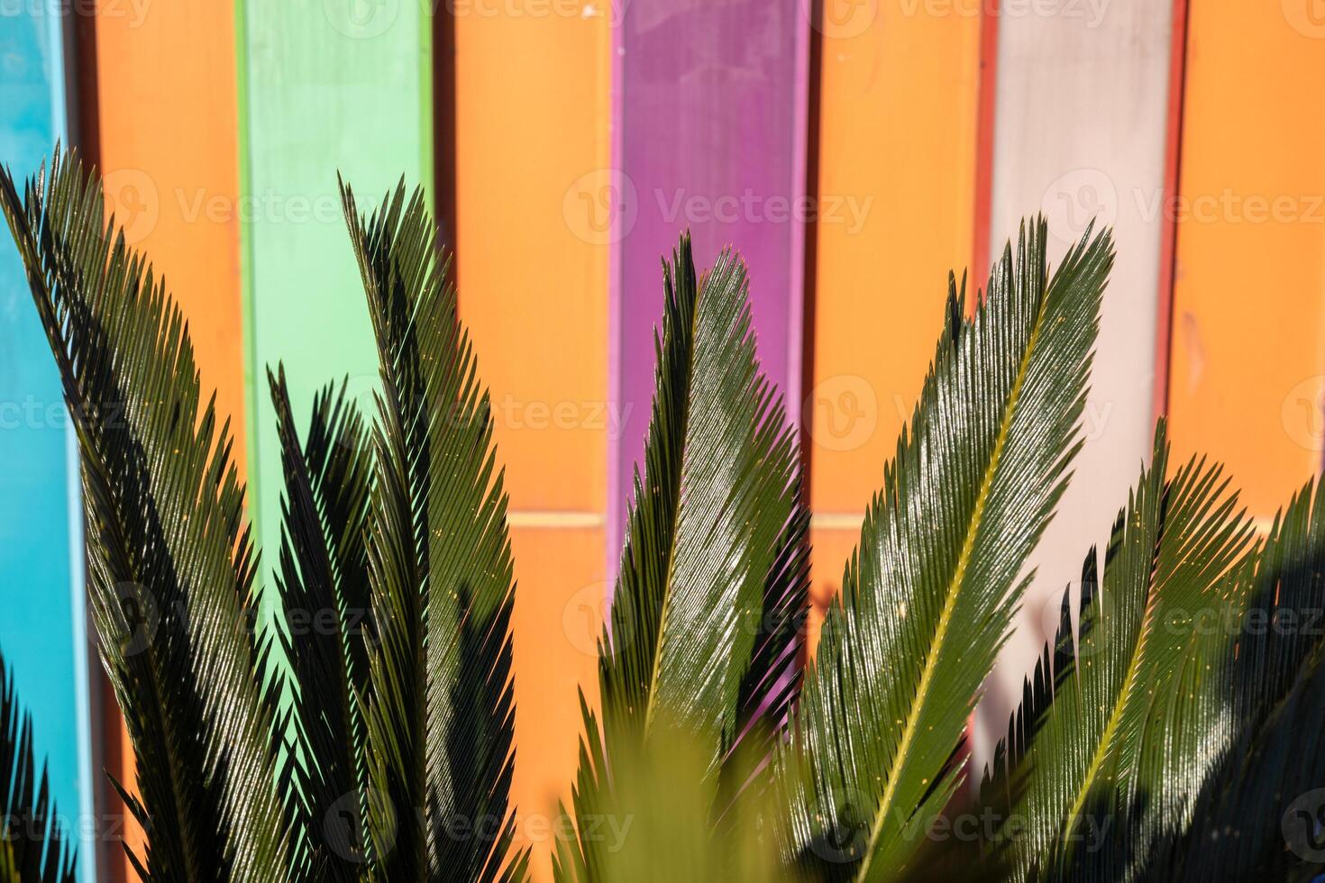 Vibrant green palm leaves against a colorful striped wall create a lively atmosphere photo