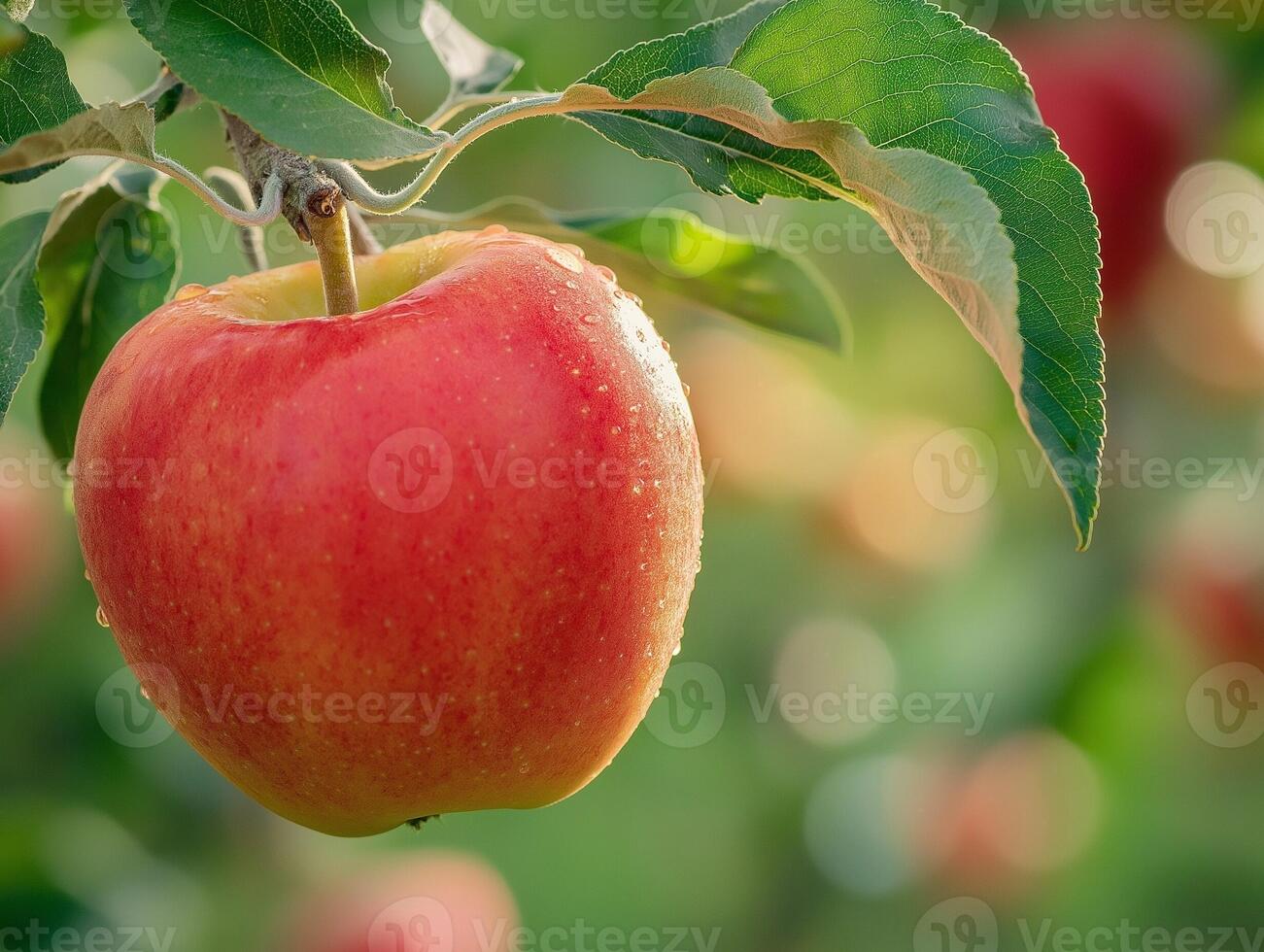 Close up red apple hangs from the tree photo