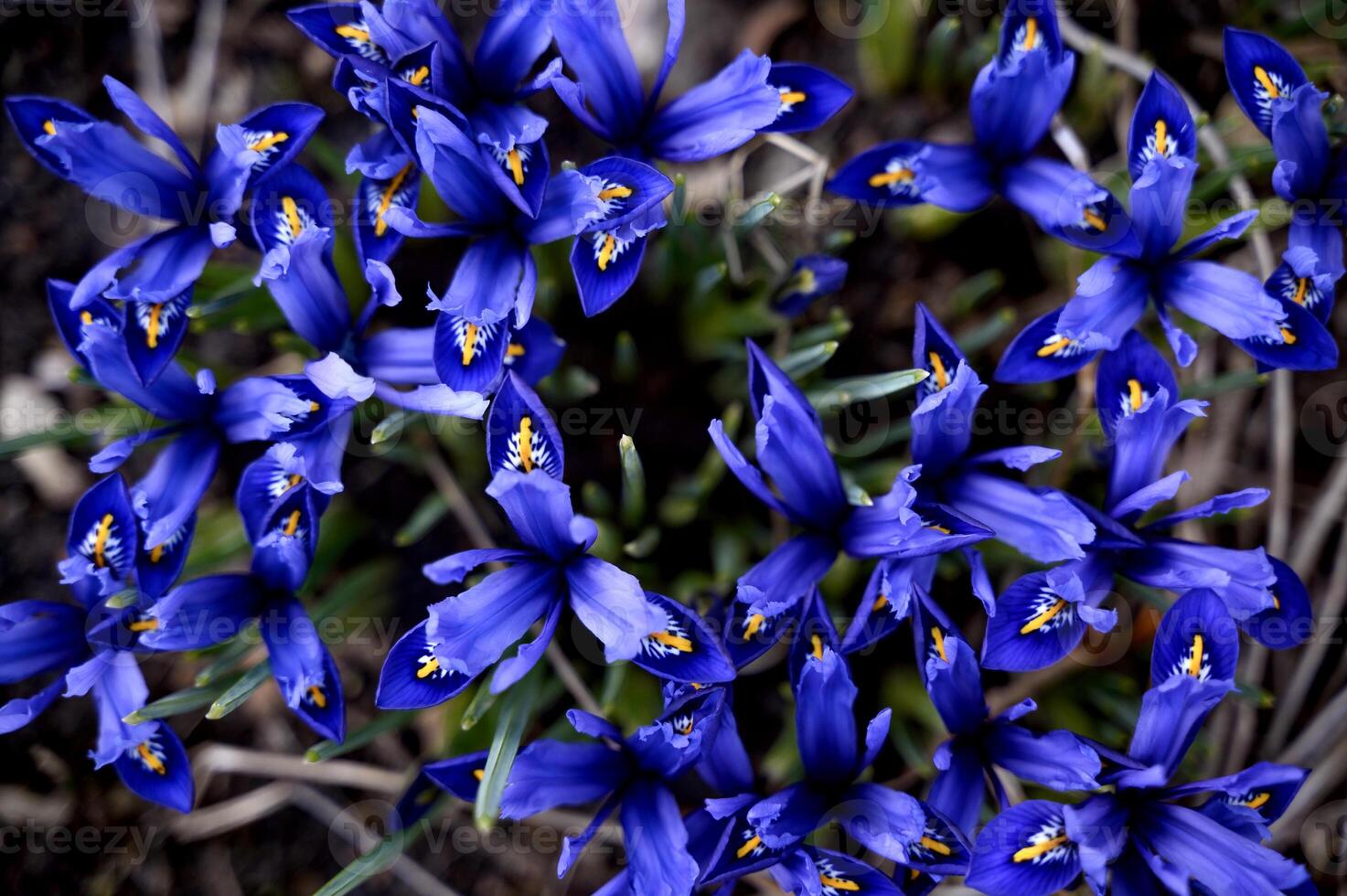 Iris reticulata Harmony dwarf irises closeup, a bunch of deep blue flowers photo