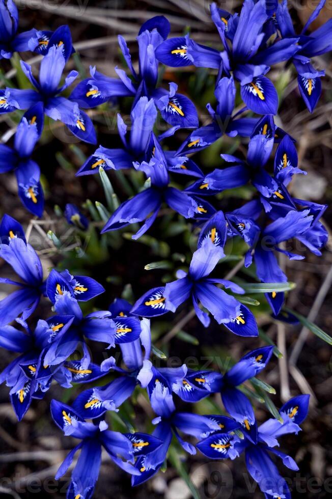 Iris reticulata Harmony dwarf irises closeup, a bunch of deep blue flowers photo