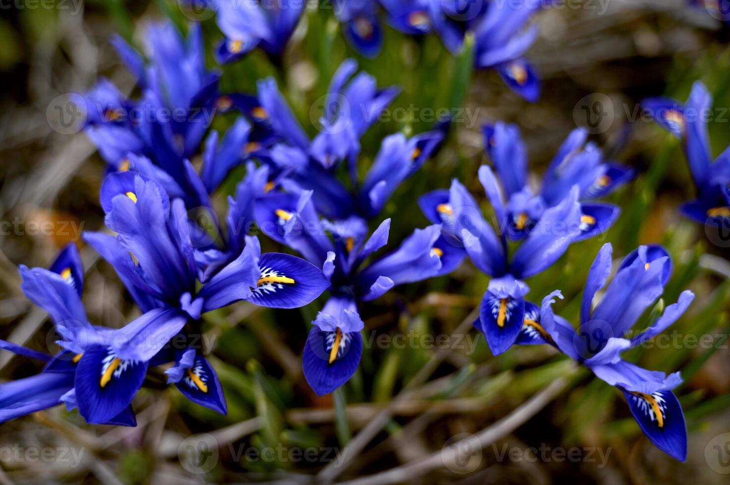 Iris reticulata Harmony dwarf irises closeup, a bunch of deep blue flowers photo
