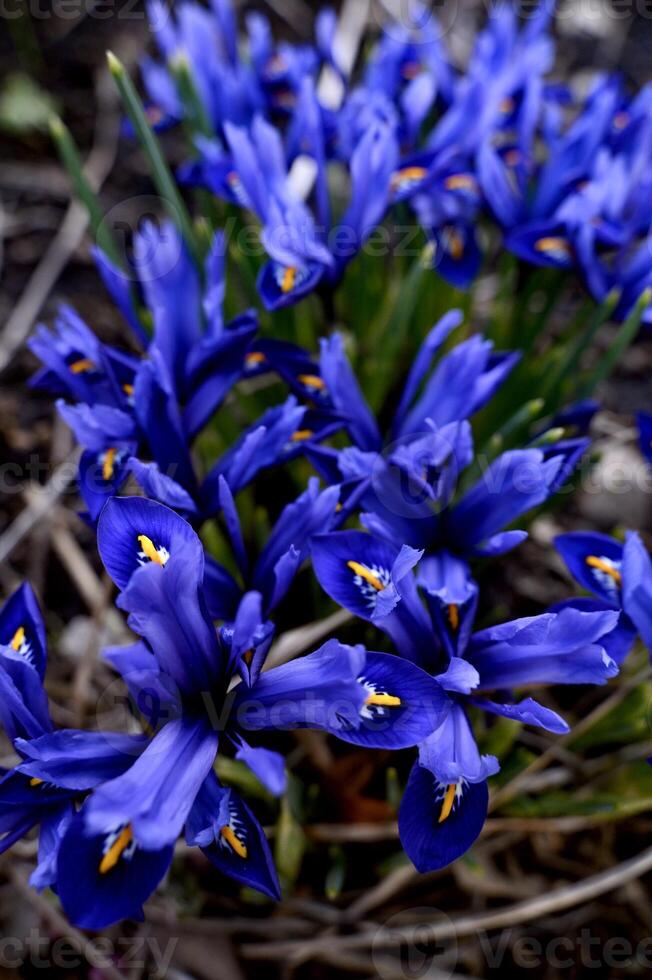 Iris reticulata Harmony dwarf irises closeup, a bunch of deep blue flowers photo