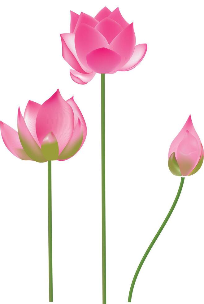 Lotus illustration art vector