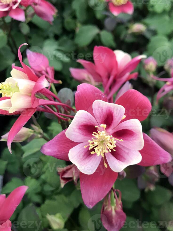 Red Pink Columbine Wildflower in the Rocky Mountains photo