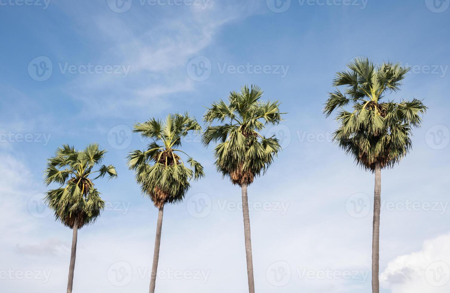 Sugar palm tree against blue sky. This tree is an economically important feather palm native to tropical Asia. photo