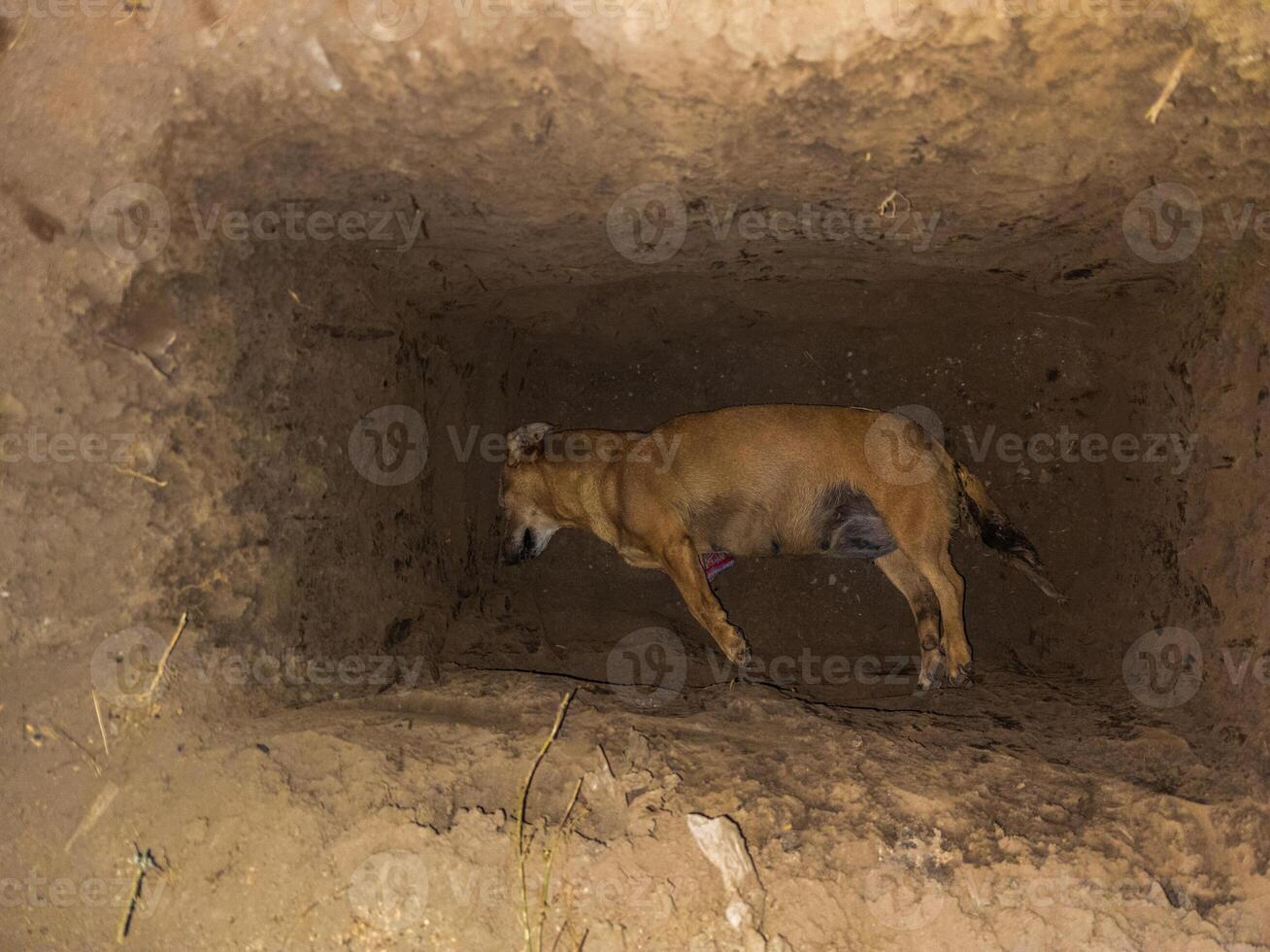 dead dog corpse at the bottom of the grave pit photo
