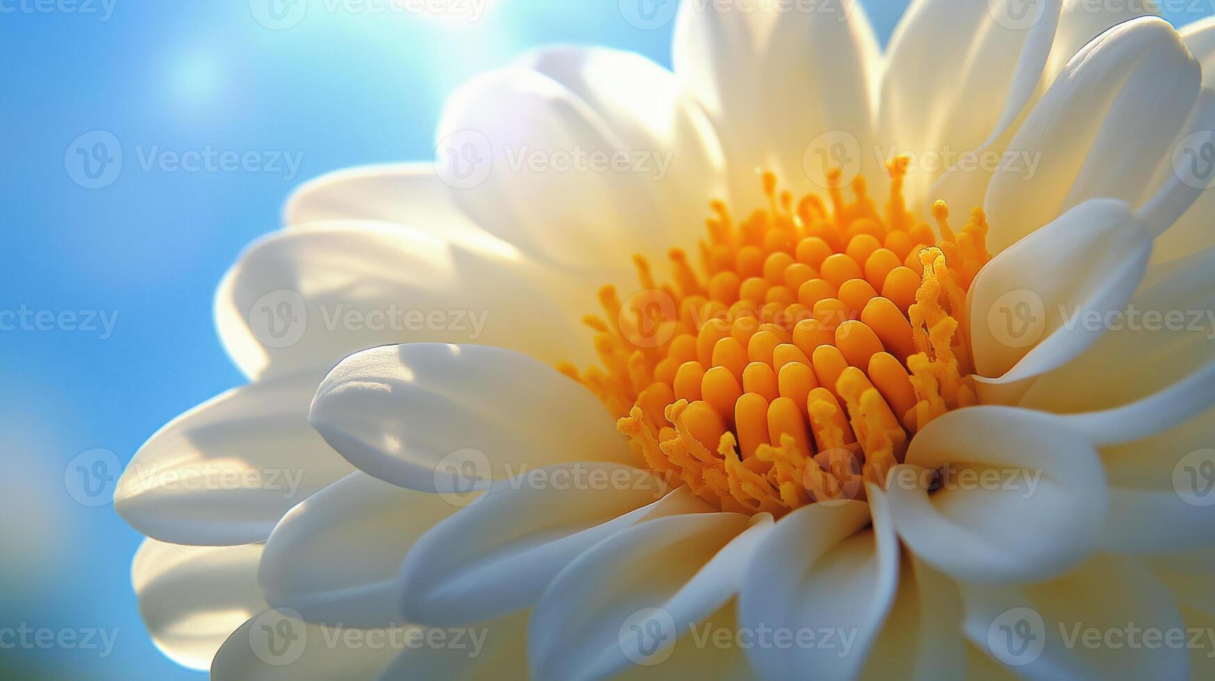 Close-up of the chamomile with the sun shining on it photo