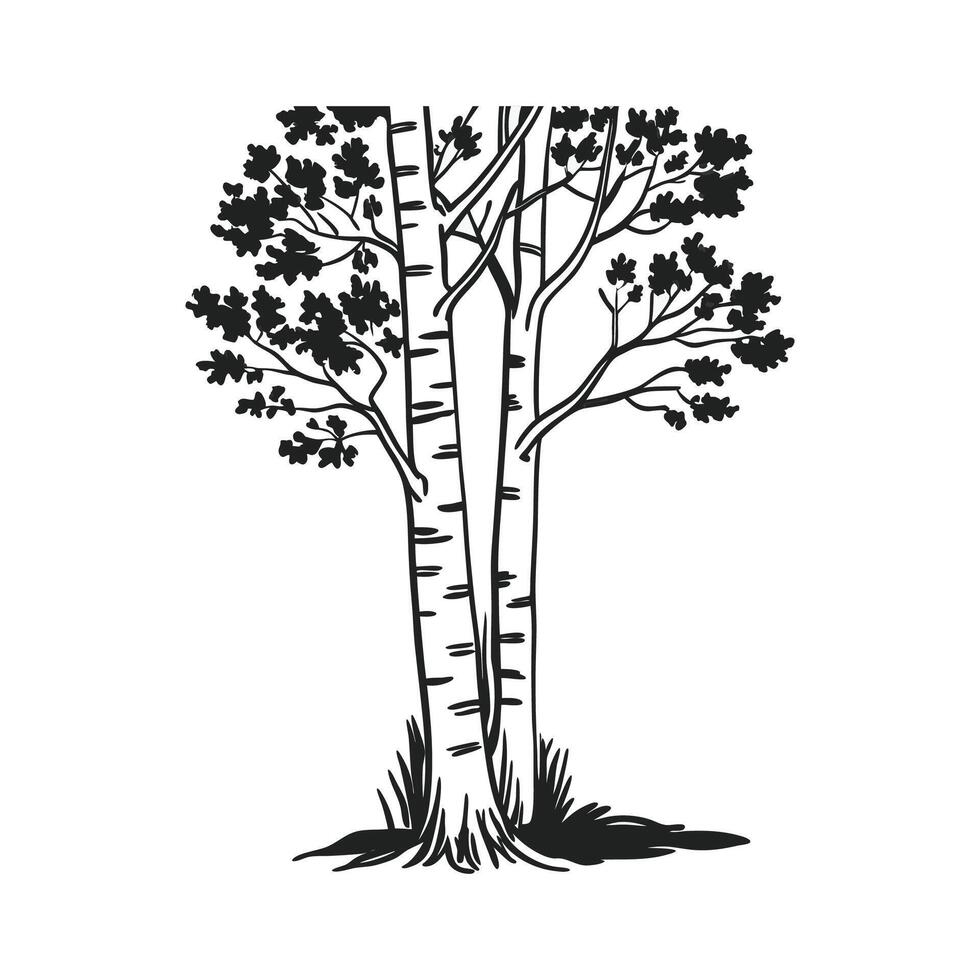 Bold Outline of Aspen Tree vector