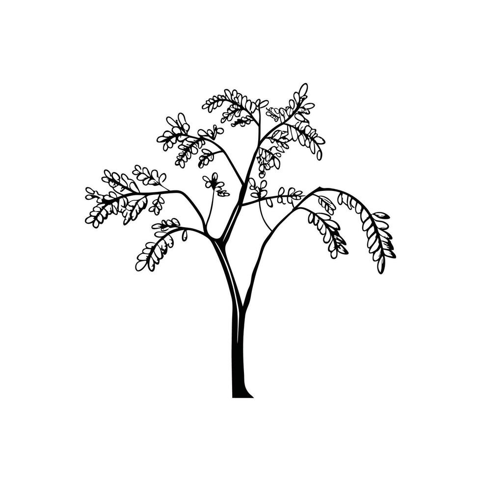 Artistic Outline Design of Black Locust vector