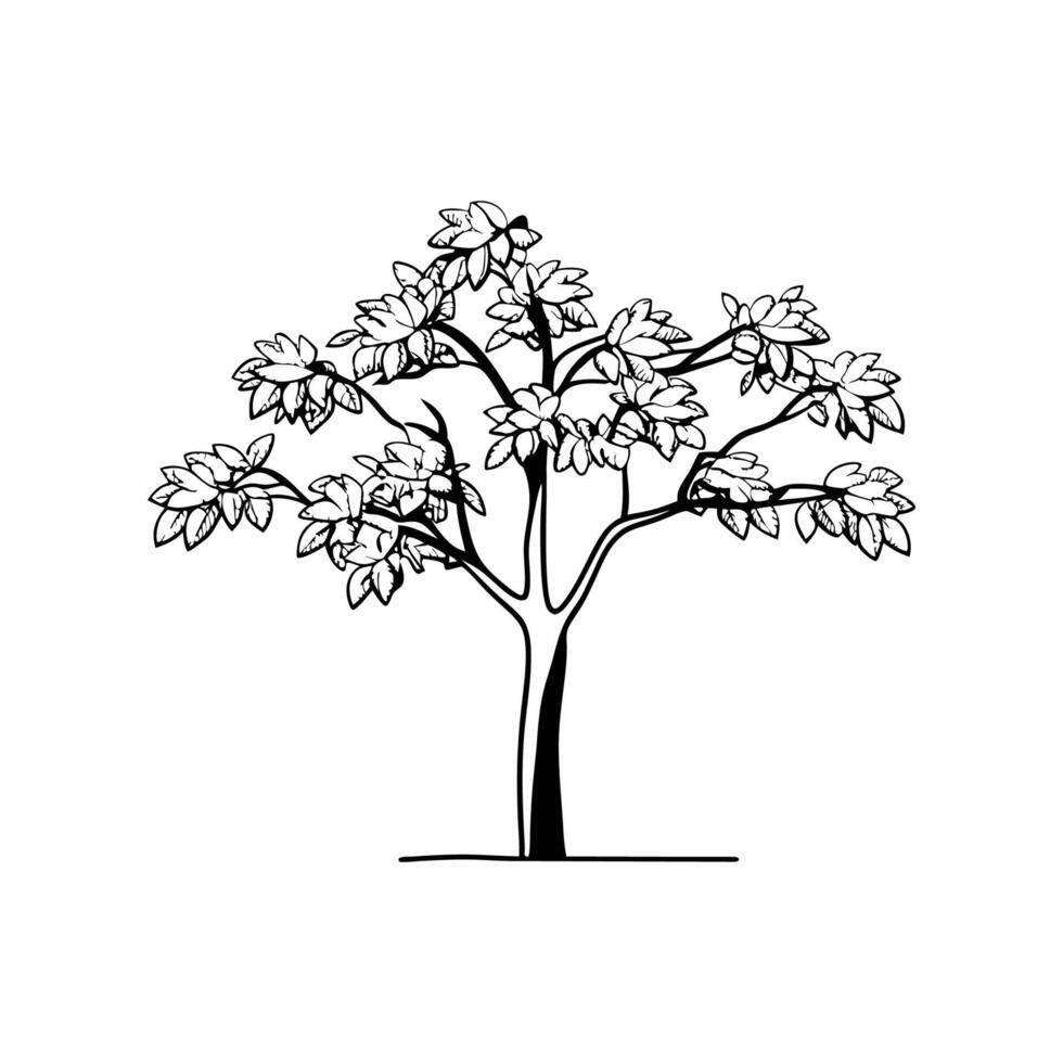 Artistic Black Walnut Tree Outline vector