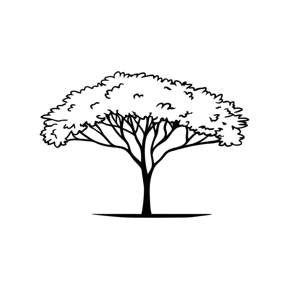 Bold Outline of California Laurel Tree vector