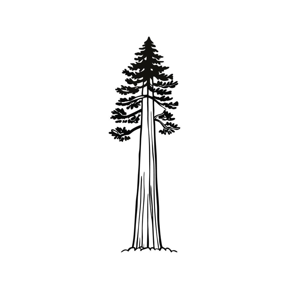Elegant Coast Redwood Tree Design Outline vector