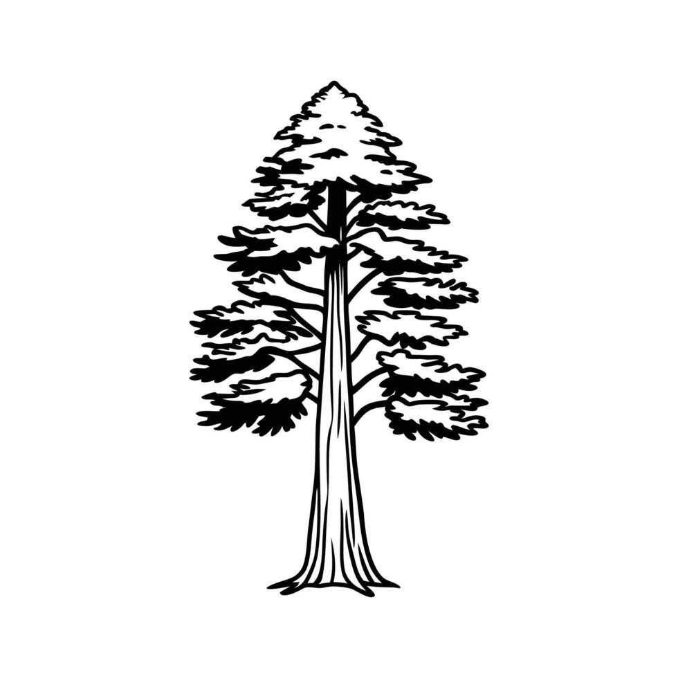 Stylish Dawn Redwood Tree Illustration vector