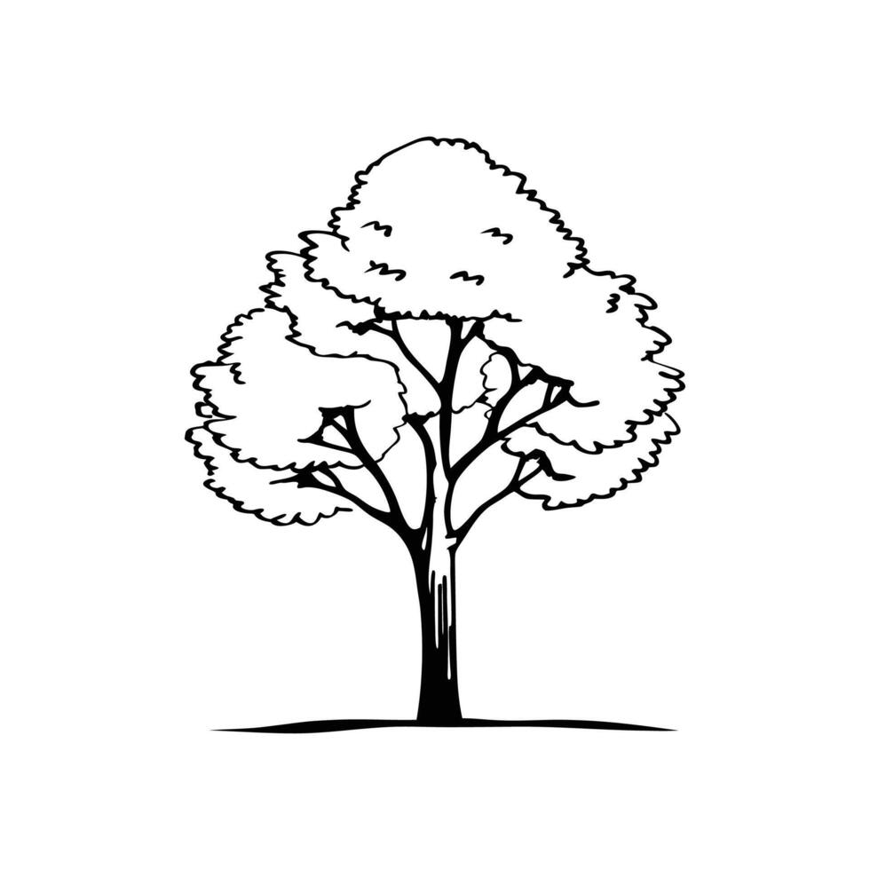 Elegant Eastern Cottonwood Tree Design Outline vector