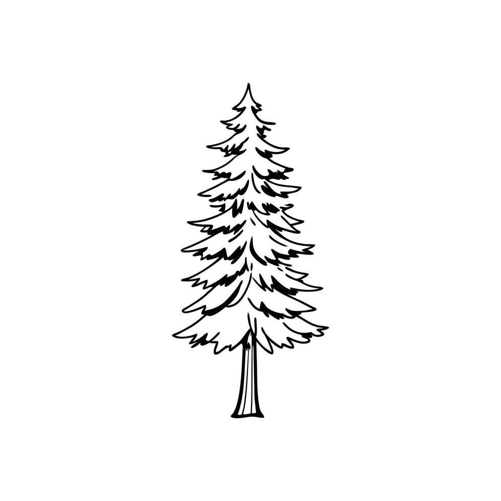 Elegant European Larch Tree Design Outline vector