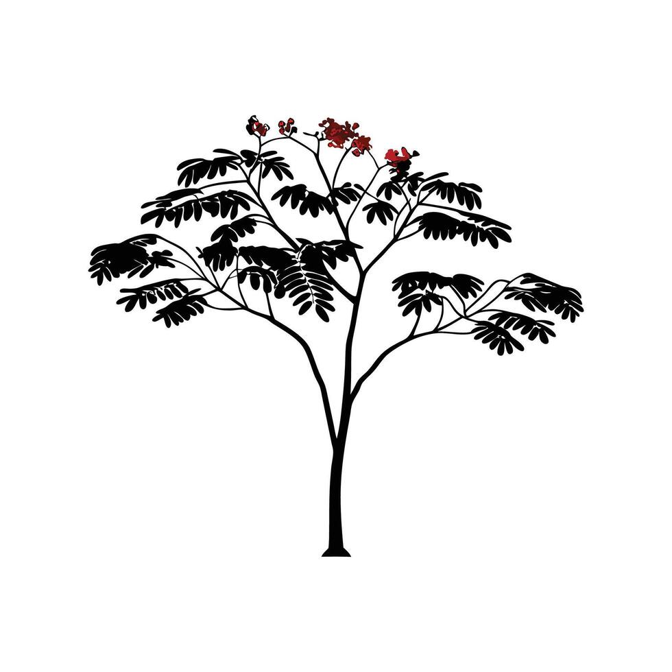 Artistic Outline of Indian Coral Tree vector