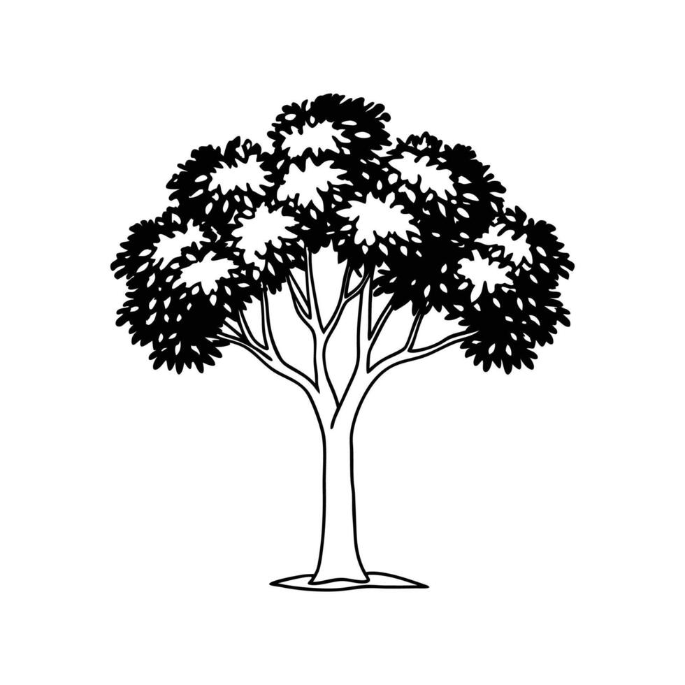 Artistic Outline of Indian Laurel Tree vector