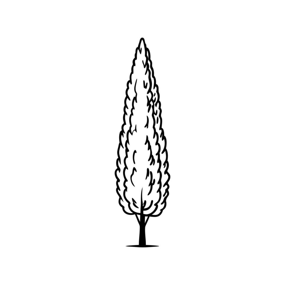 Artistic Outline of Italian Cypress Tree vector
