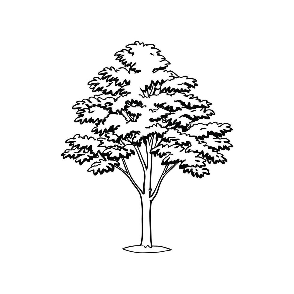 Elegant Kentucky Coffee Tree Design Outline vector