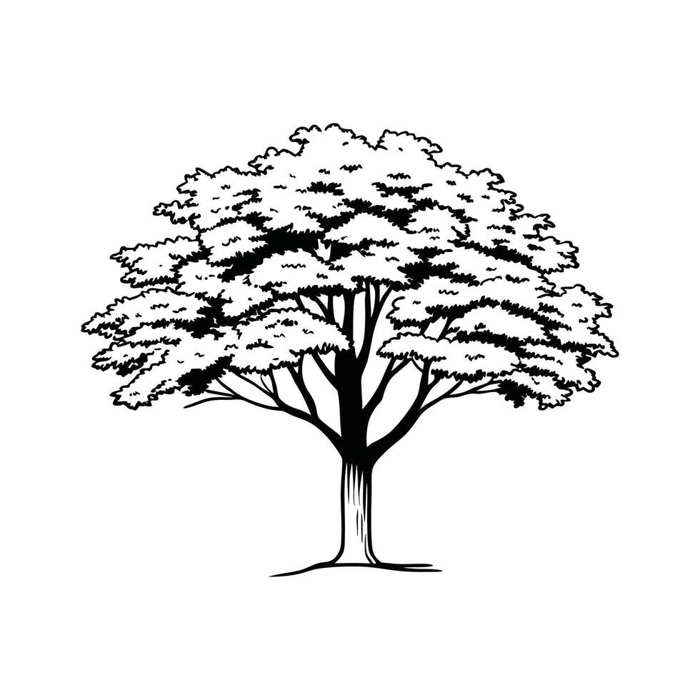 Kentucky Coffee Tree Bold Outline Unique Design vector