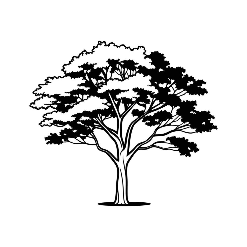 Artistic Outline of Kentucky Yellowwood Tree vector