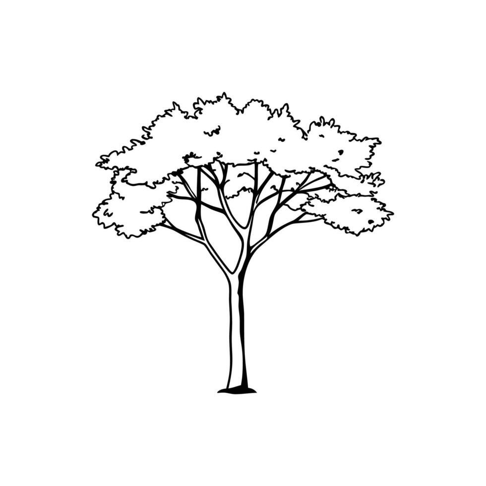 Creative Locust Tree Outline Illustration vector