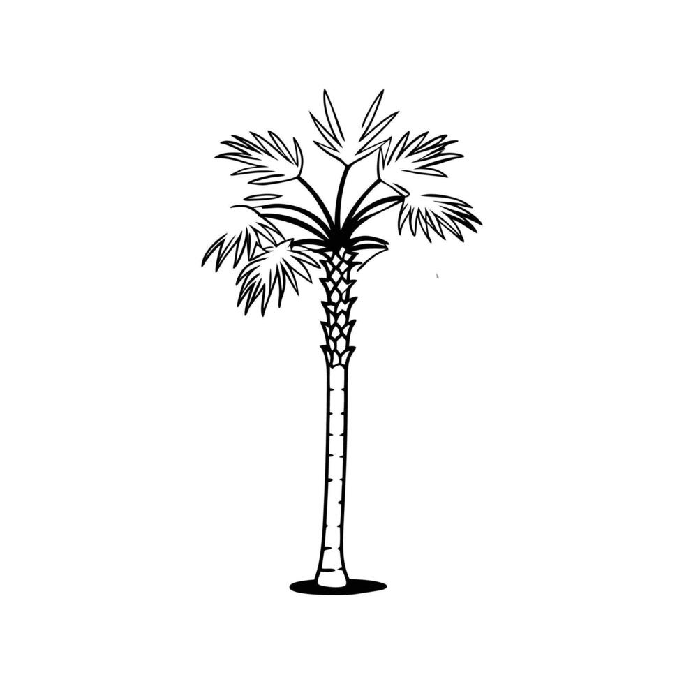 Bold Outline of Mexican Fan Palm Tree vector