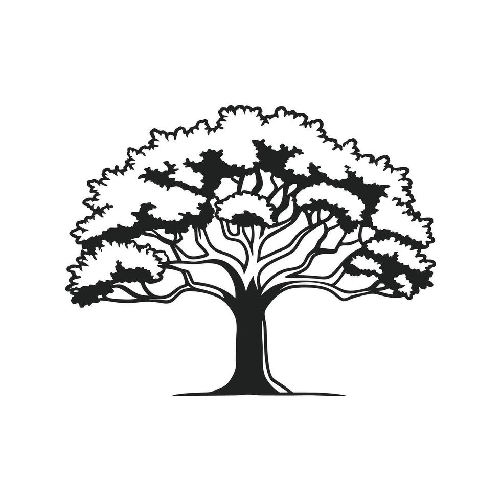 Stylized Outline of Mexican White Oak vector