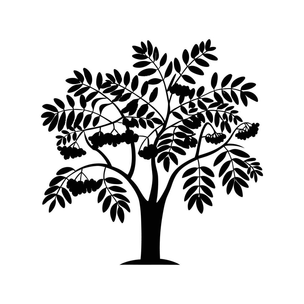 Creative Design of Mountain Ash Tree Outline vector