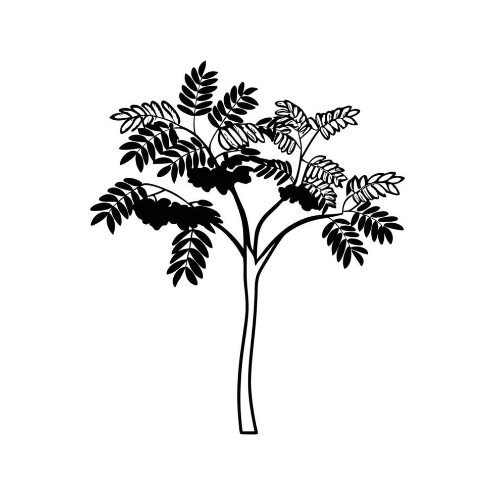 Stylized Outline of Mountain Ash Tree vector