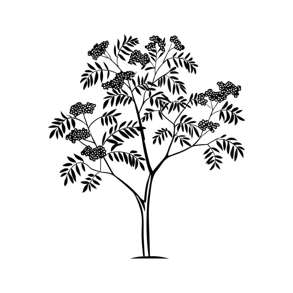 Unique Mountain Ash Tree Bold Outline vector