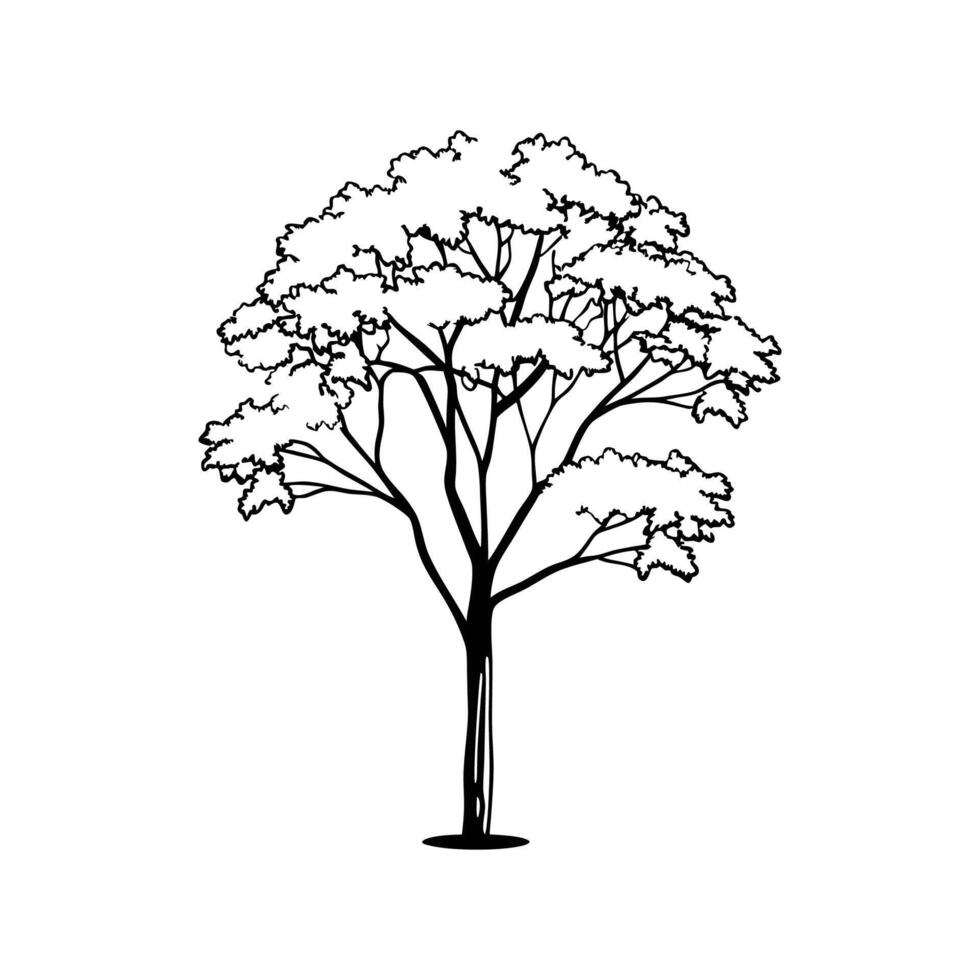 Stylized Outline of Norway Maple Tree vector