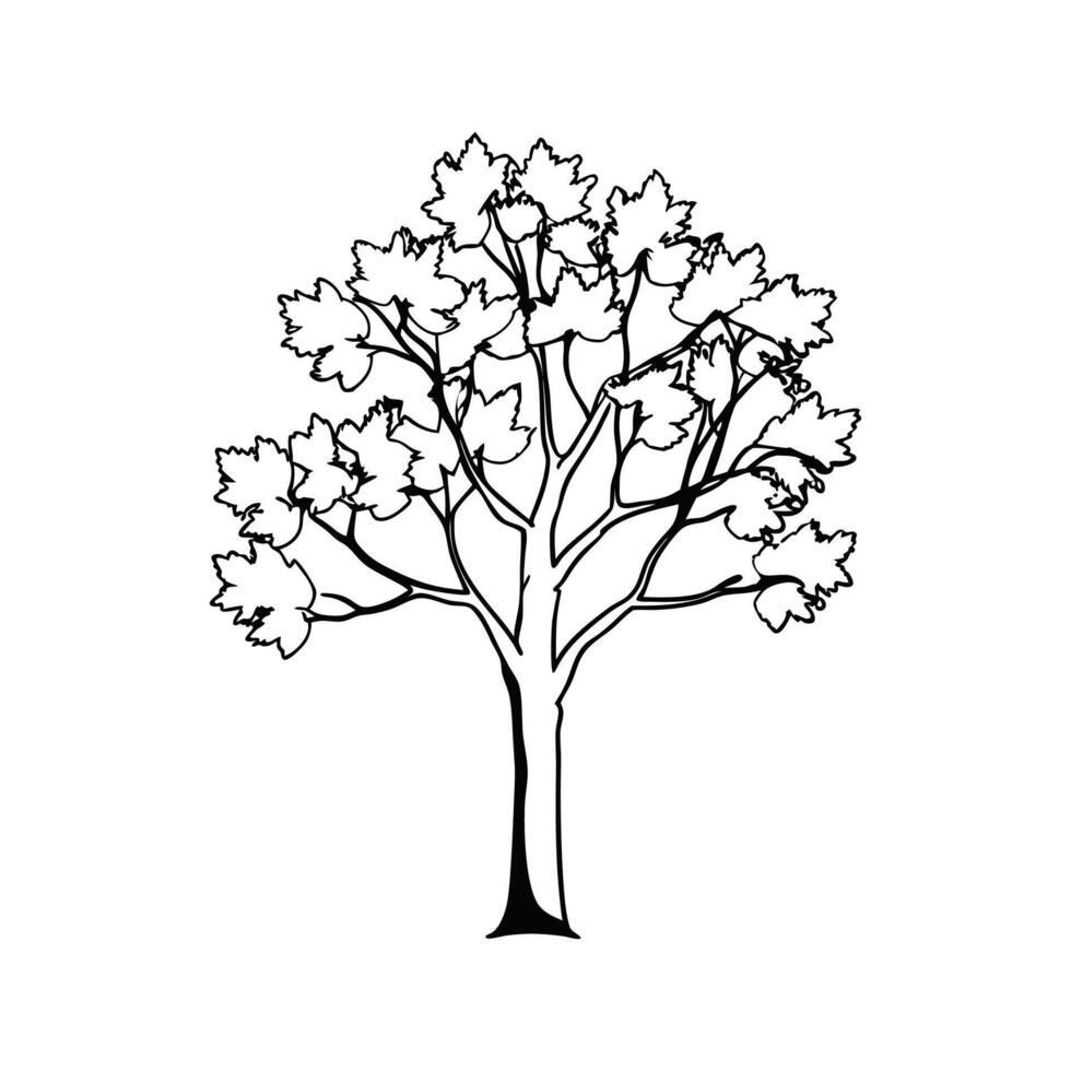 Creative Outline of Norway Maple Tree vector