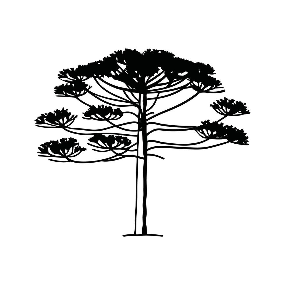 Unique Outline of Parana Pine Tree vector