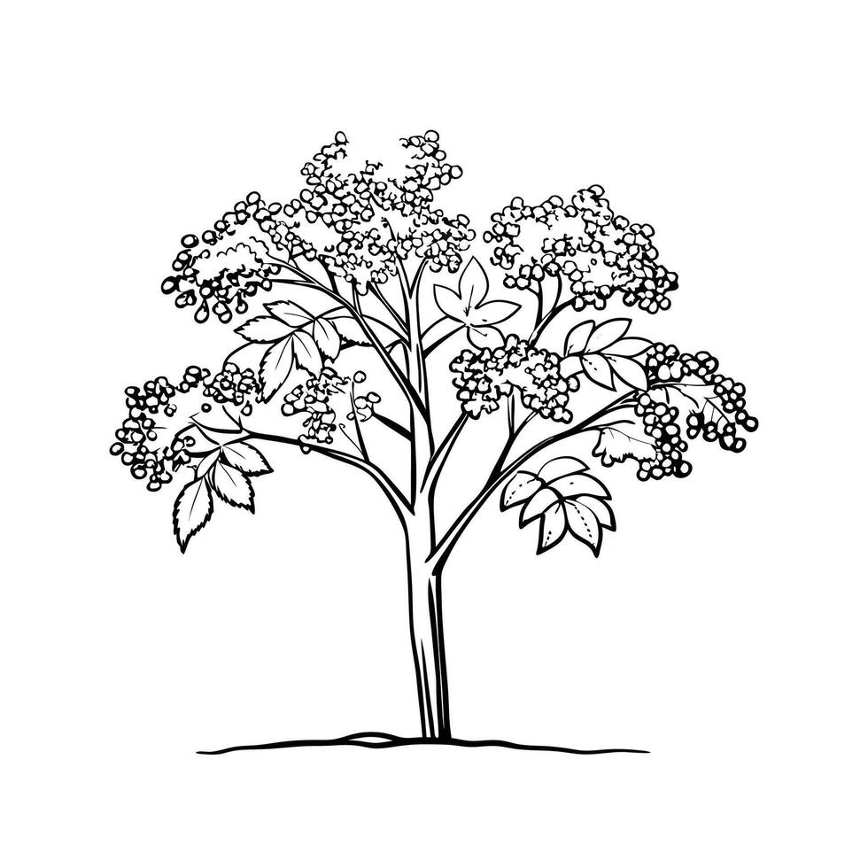 Blue Elderberry Tree Bold Outline Art vector