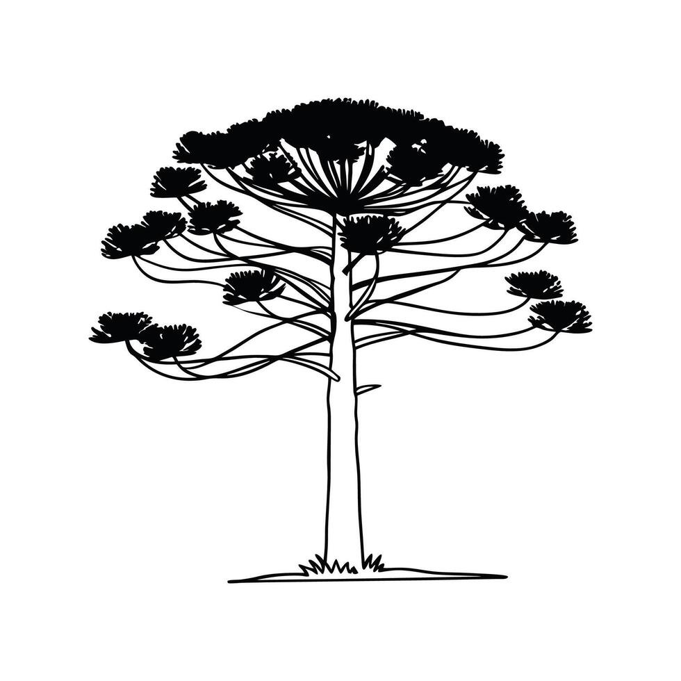 Unique Outline of Brazilian Pine Tree vector
