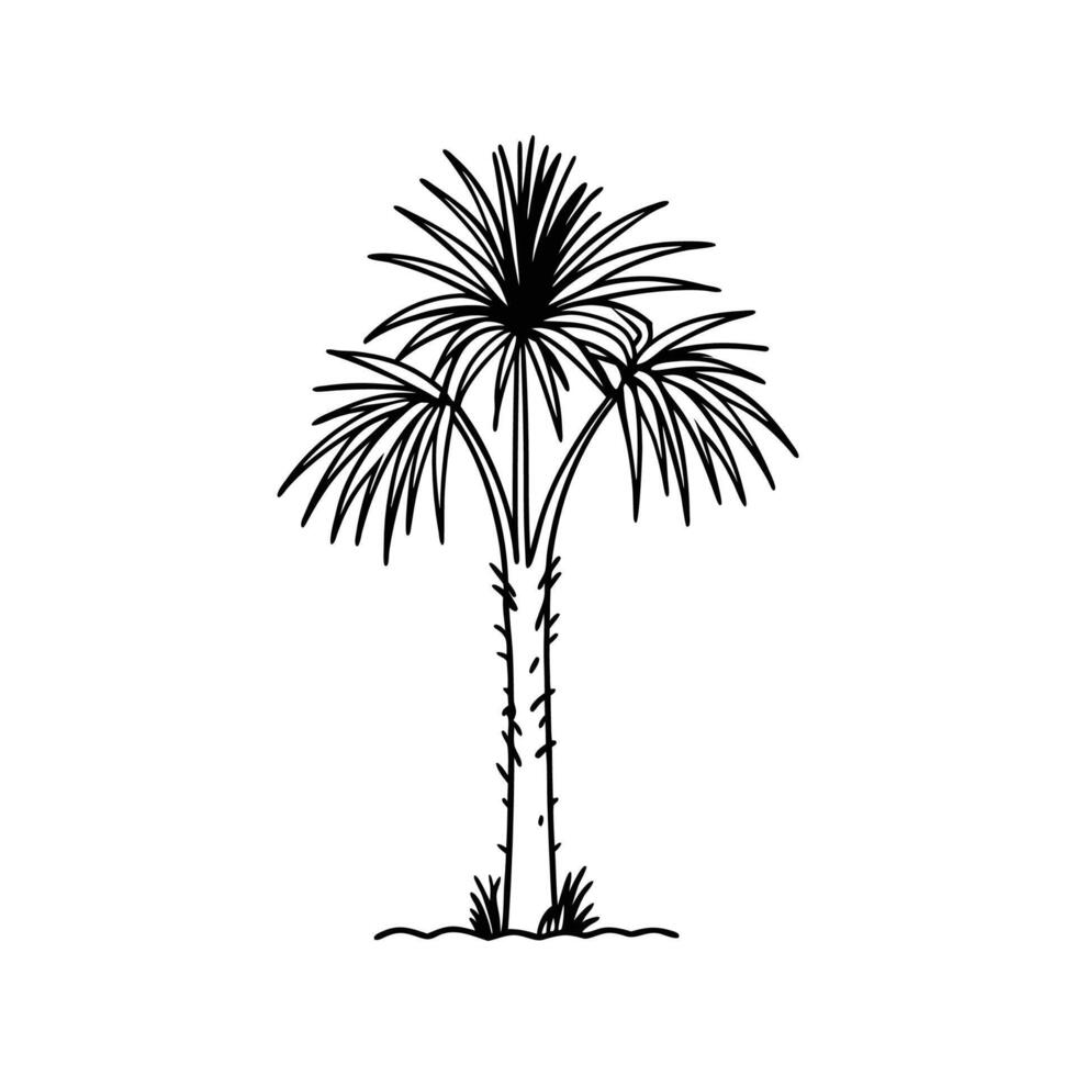 Stylized Outline of Cabbage Tree Palm vector