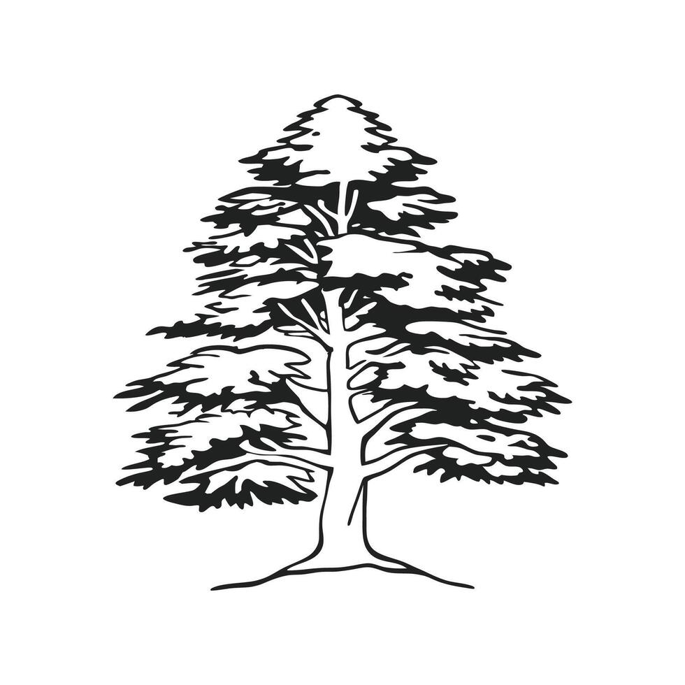 Stylized Outline of Eastern White Cedar vector