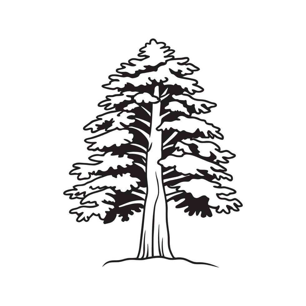 Unique Outline of Himalayan Fir Tree vector