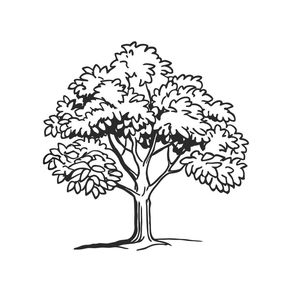 Indian Kino Wood Tree Bold Outline Art vector