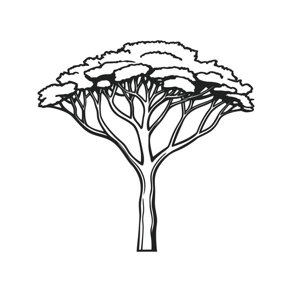 Stylized Outline of Italian Stone Pine vector