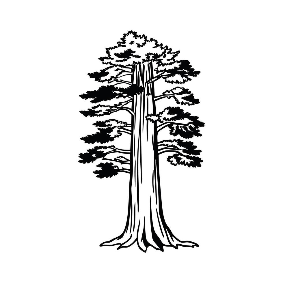 Pacific Coast Redwood Tree Bold Outline Art vector