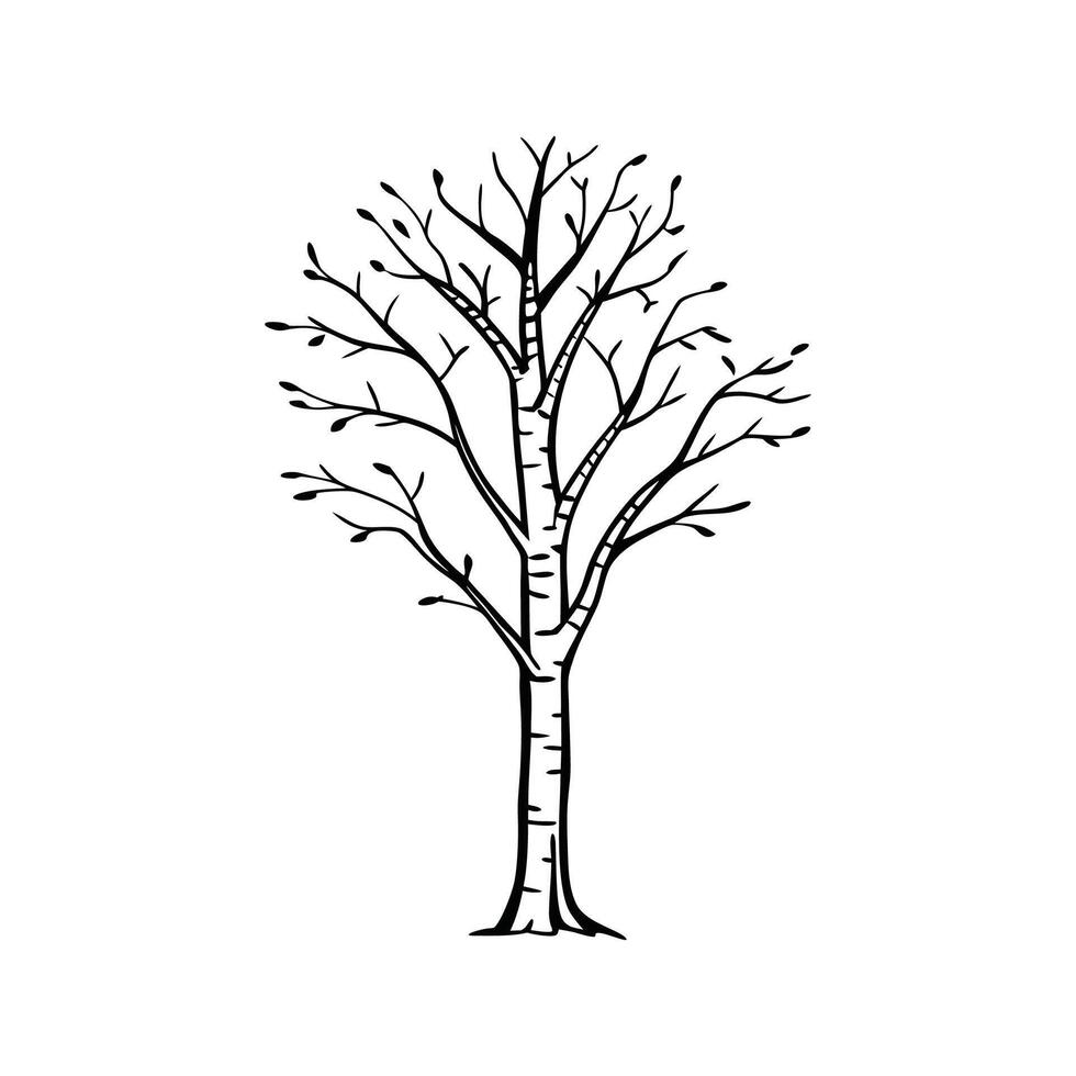 Graceful Silver Birch Tree Design vector
