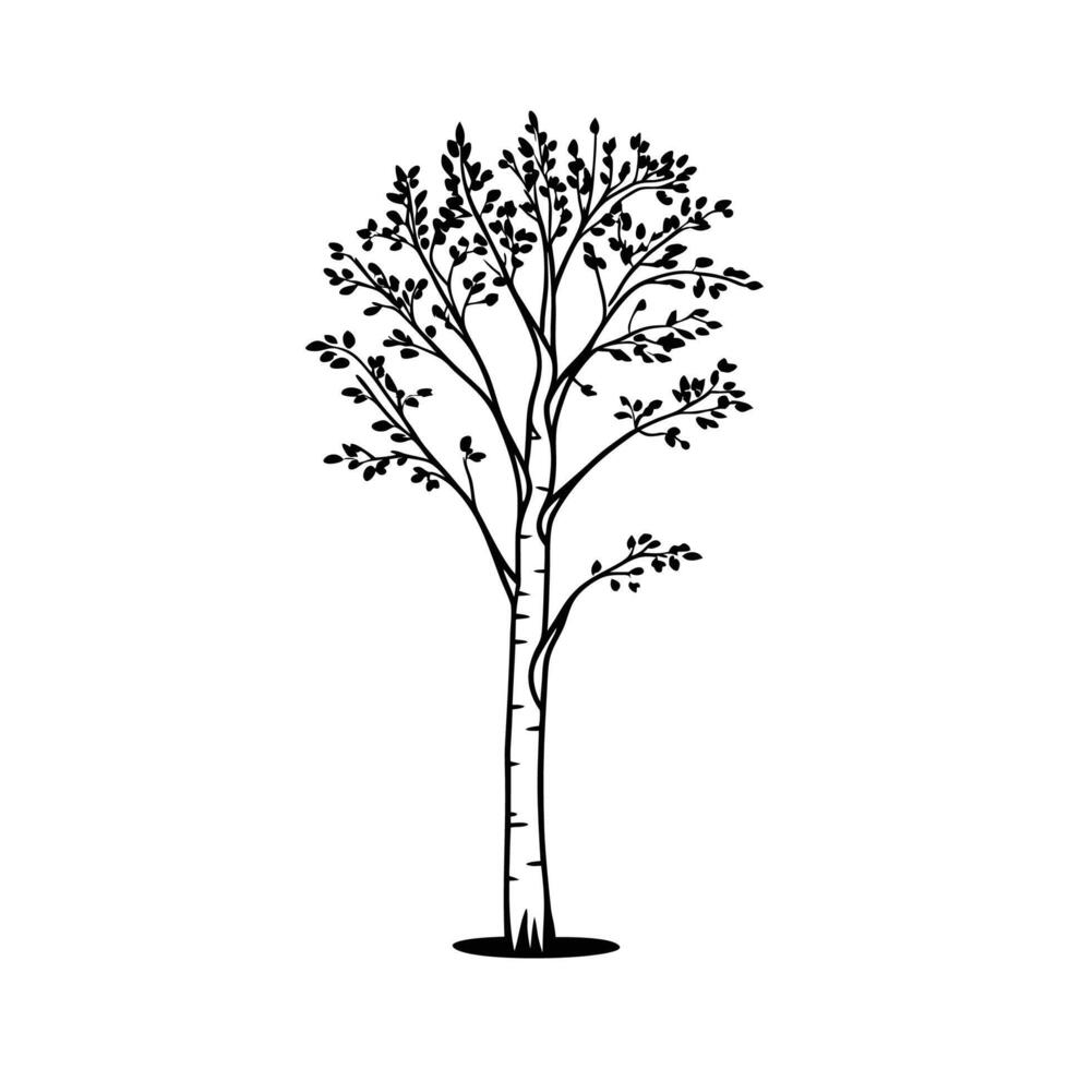 Artistic Illustration of Silver Birch Tree vector