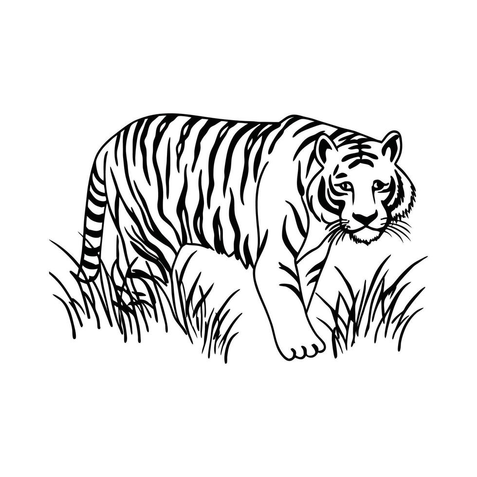 Vibrant Tiger Stalking Its Prey vector
