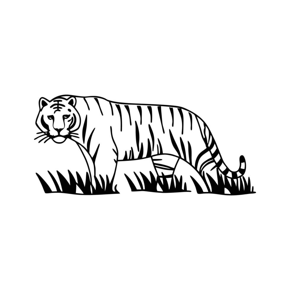 Tiger Stalking in the Wild vector