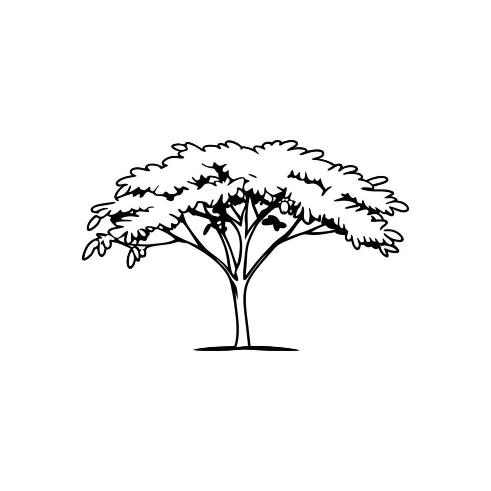 Charming Wild Tamarind Tree Illustration vector